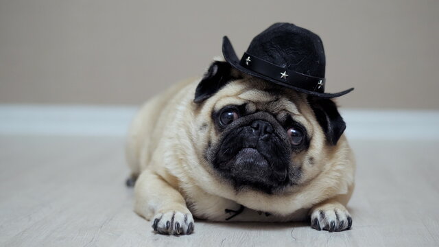 Portrait of funny pug dog lying dressed in cowboy hat, like sherif