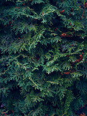 Green thuja tree branches background.