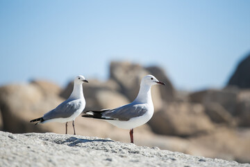 Obraz premium Seagulls sitting on a rock on a beach in Cape Town South Africa
