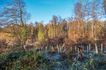 Wiederauffforstung im herbstlichen Mischwald
