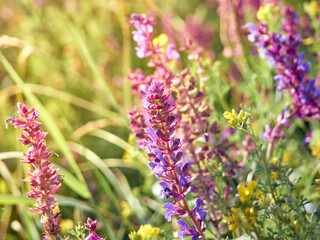 Purple sage flowers blooms in the summer meadow.