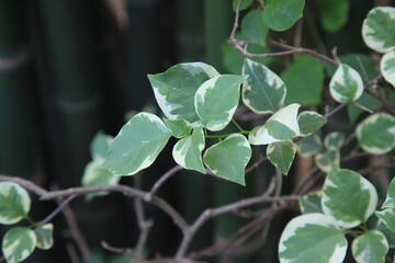 Close up of Bougainvillea leaves