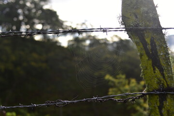 telaraña en verja