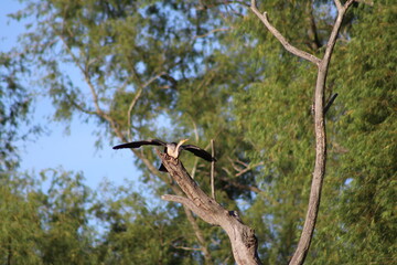 Pato Anhinga - Ave americana