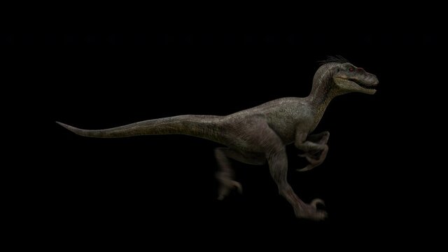 Isolated dinosaur raptor run in loop with alpha background
Jurassic park predator animal walk in seamless loop  3d animation with cleaan alpha channel.
you can change the background