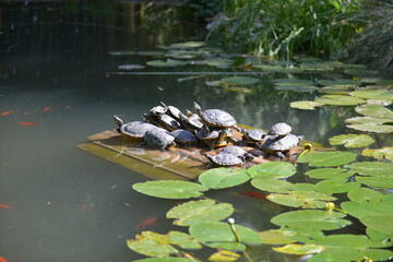 Turtles in Arco near Grada lake