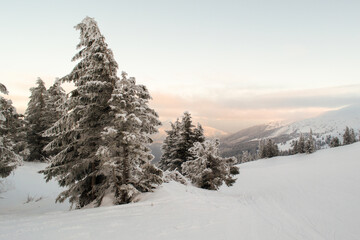 Snow covered pine trees. Mountain landscape. Horizontal orientation. Copy space.