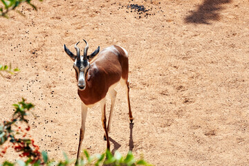 Beautiful frontal portrait of a specimen of Dama gazelle Valencia Zoo, Spain