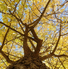 Fototapeta na wymiar 黄葉している銀杏の木