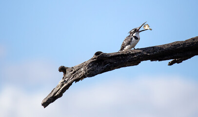 Pied Kingfisher (Ceryle rudis) tossing a fish in the air while sitting on a branch at Lake Panic waterhole in the Kurger National Park in South Africa