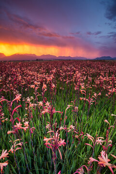 Wide able view of Blooming Watsonia lillies in a big field with a brewing thunderstorm overhead followed by a brilliant flaming sunset