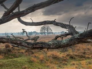 Nature reserve with heather and bare trees in Brabant Netherlands