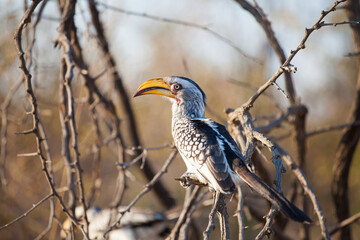Obraz premium Southern Yellow Hornbill (Tockus leucomelas) sitting on a branch in the Kruger National Park of South Africa