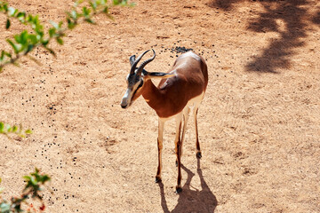 beautiful specimen of mhorr gazelle on the ground in a zoo in valencia, spain
