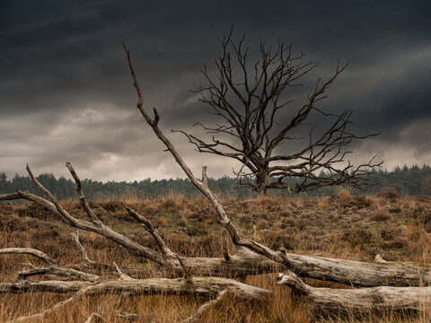 Nature reserve with heather and bare trees in Brabant Netherlands