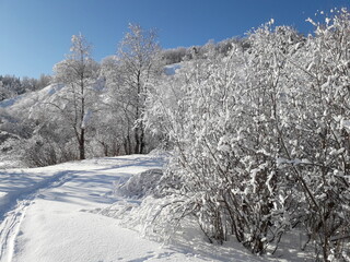 Winter landscape. Trees and shrubs are covered with snow. The path leads to a low mountain. Blue sky.