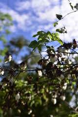 arbol algodón