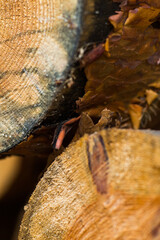 close up of a tree stump