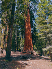 Giant Sequoia Tree, Sequoia National Park, California