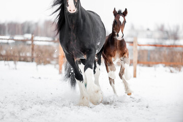 A foal with a mother horse of the Shire breed gallop across a snowy field in winter