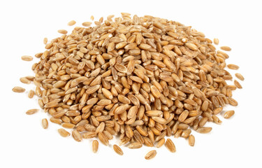 Spelt Grain on white Background - Isolated