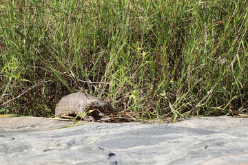 Obraz premium Steppenschuppentier / Ground pangolin or Cape pangolin/ Smutsia temminckii