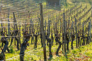 Weinbau im Spätherbst