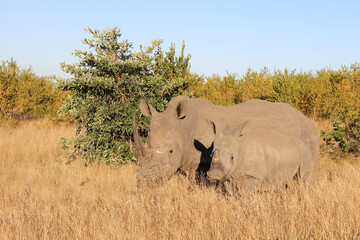 Fototapeta premium Breitmaulnashorn / Square-lipped Rhinoceros / Ceratotherium Simum