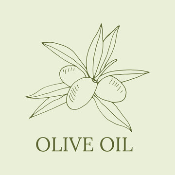 Vector olive branch hand drawn sketch. Set of olive branch illustrations. Design elements for poster, label, emblem, sign, banner. Vector illustration.