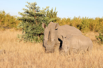 Naklejka premium Breitmaulnashorn / Square-lipped Rhinoceros / Ceratotherium Simum