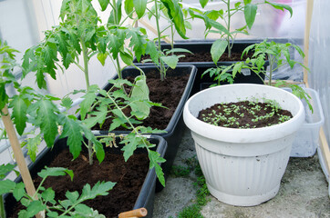 Container vegetables gardening. Vegetable garden on a terrace. Tomatoes growing in container