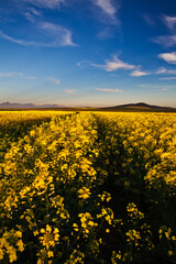 Fototapeta premium Spectacular Canola fields outside Durbanville in the Western Cape of South Africa