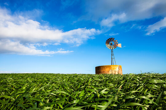 Windmill on a hill with surrounding Wheat Field in the Western Cape of South Africa