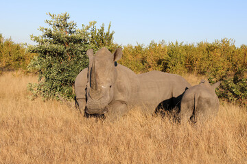 Obraz premium Breitmaulnashorn / Square-lipped Rhinoceros / Ceratotherium Simum