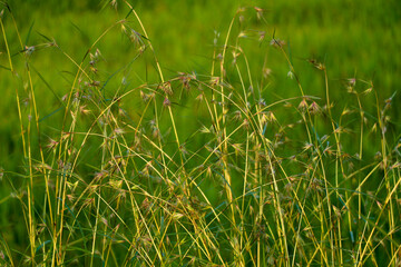 Weed grass against paddy field, selective focus