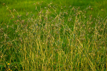 Weed grass against paddy field