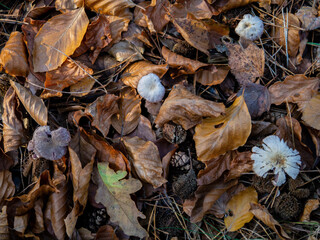 leaves on the ground