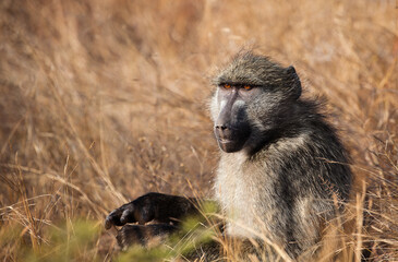 Baboon sitting in the dry grass in the Kruger National Park in Mpumalanga South Africa