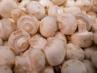 mushrooms champignons background. White forest mushrooms