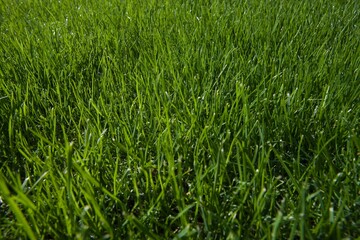 Grass close-up