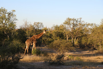 Giraffe / Giraffe / Giraffa Camelopardalis