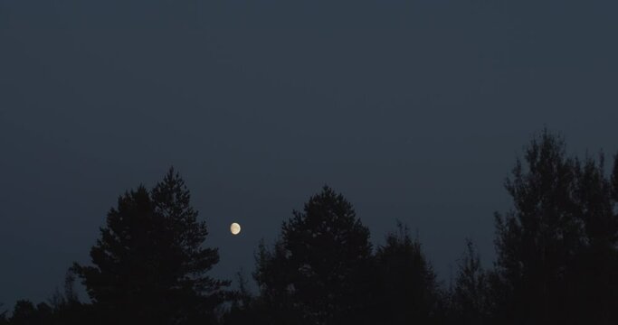 Little Moon Moves Across The Night Sky Over The Trees Time-lapse Motion. Moon Slowly Floating Across Clear Sky And Gradually Everything Around Gets Dark. Trees Silhouettes In The Foreground