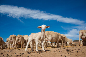 A Wide angle view close to the ground of Merino Sheep feeding corn on a farm in the Karoo in South...