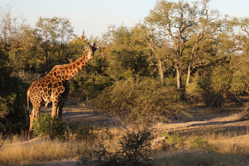 Giraffe / Giraffe / Giraffa Camelopardalis