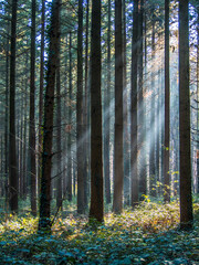 Sonnenstrahlen im Wald