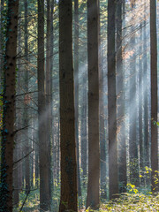 Sonnenstrahlen im Wald