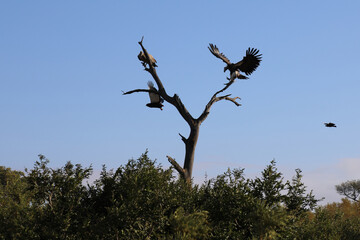 Weißrückengeier und Kappengeier und Gaukler / White-backed vulture and Hooded vulture and...
