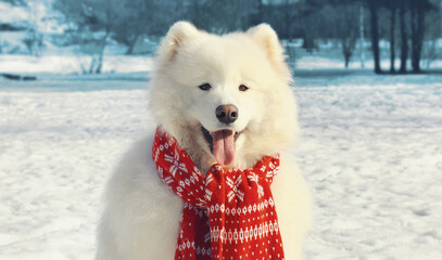 Portrait of white Samoyed dog wearing a red knitted scarf sitting on snow in winter