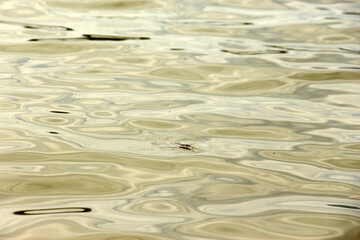 Hoven's carp or sultan fish, is a species of fish in the barb family.