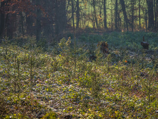 Wiederauffforstung im herbstlichen Mischwald